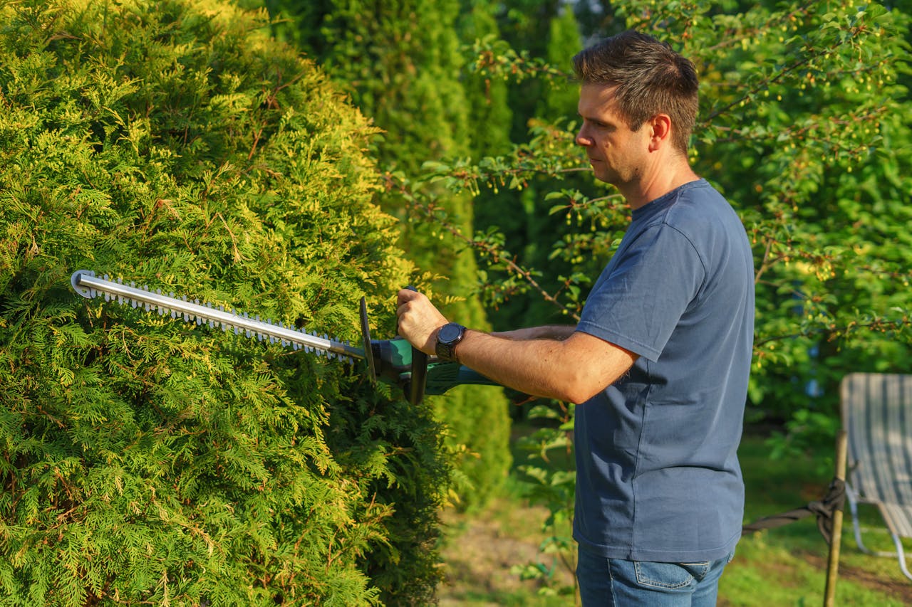 Man trimming hedge with electric trimmer in a sunny garden.