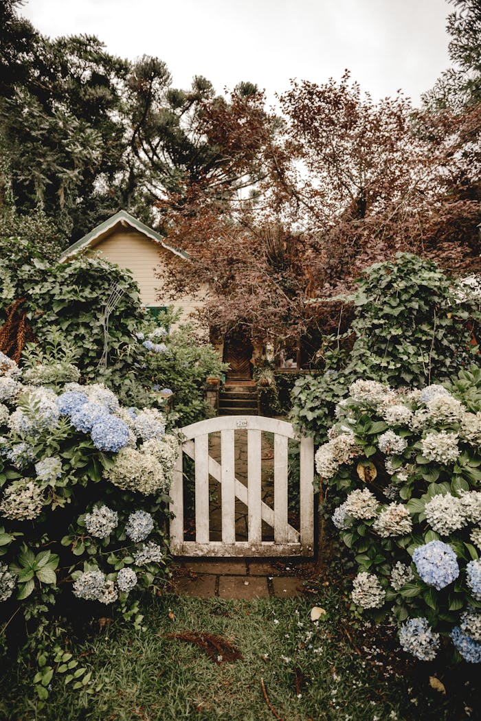 A delightful cottage garden featuring a white gate surrounded by lush hortensias and trees.