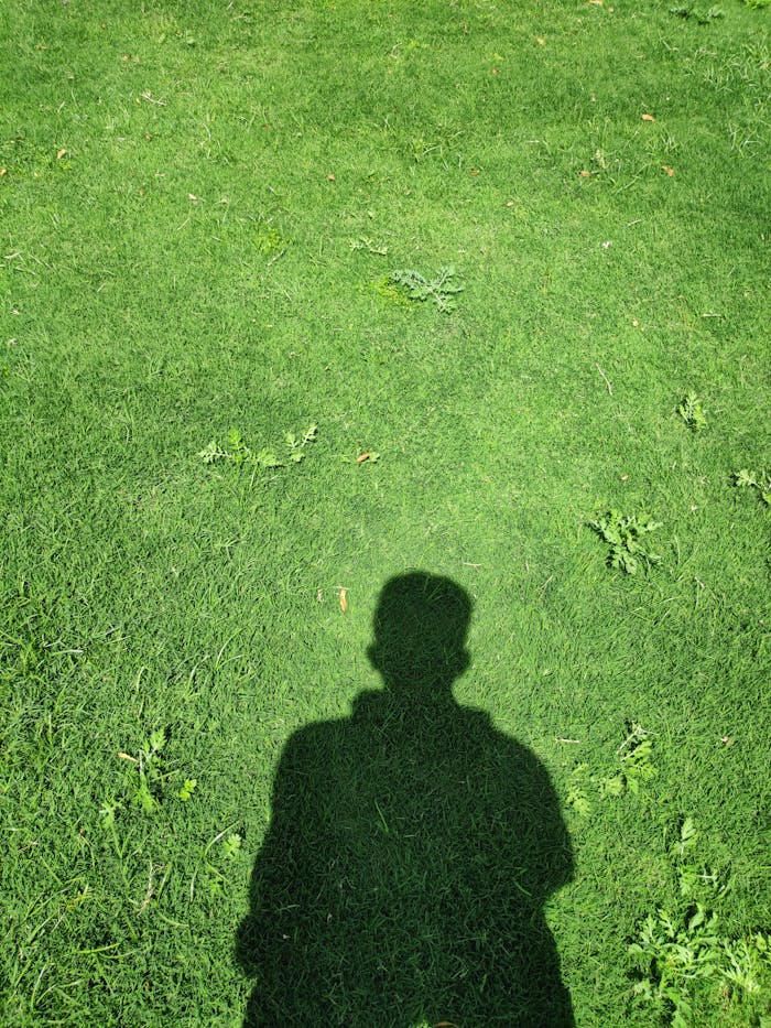 Silhouette shadow on vibrant green grass under bright daylight.