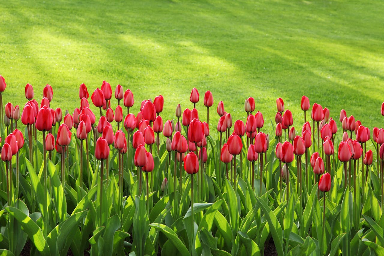 Bright red tulips blooming in a fresh green garden during springtime.